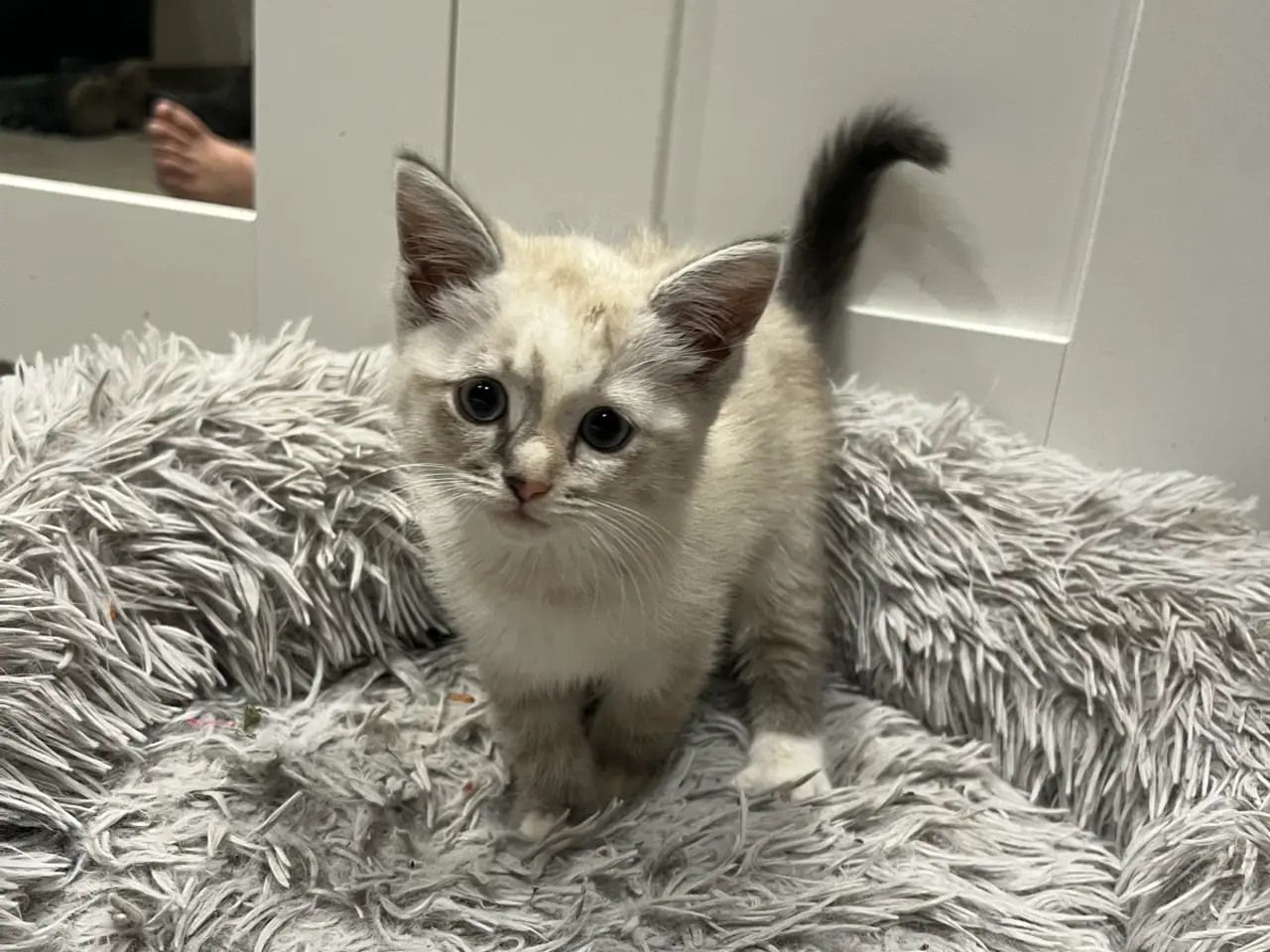 Billede 4 - Ragdoll blanding