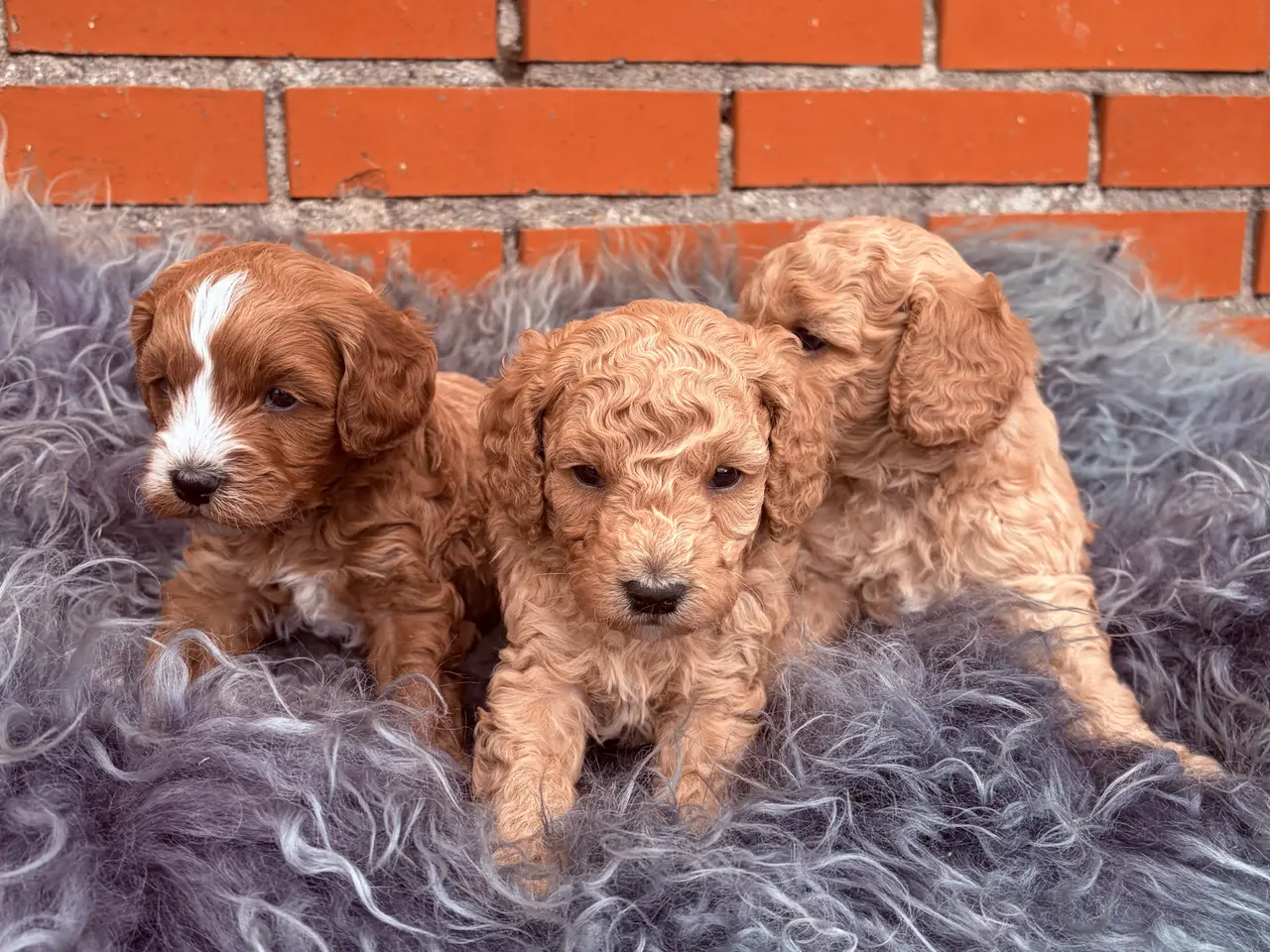 Billede 5 - 3 smukke Cavapoo drenge