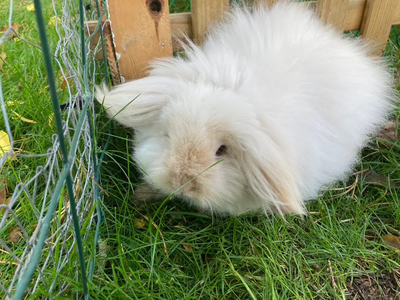 Billede 2 - Utrolig SMUK dobbeltmanket Mini Lion Lop🐇