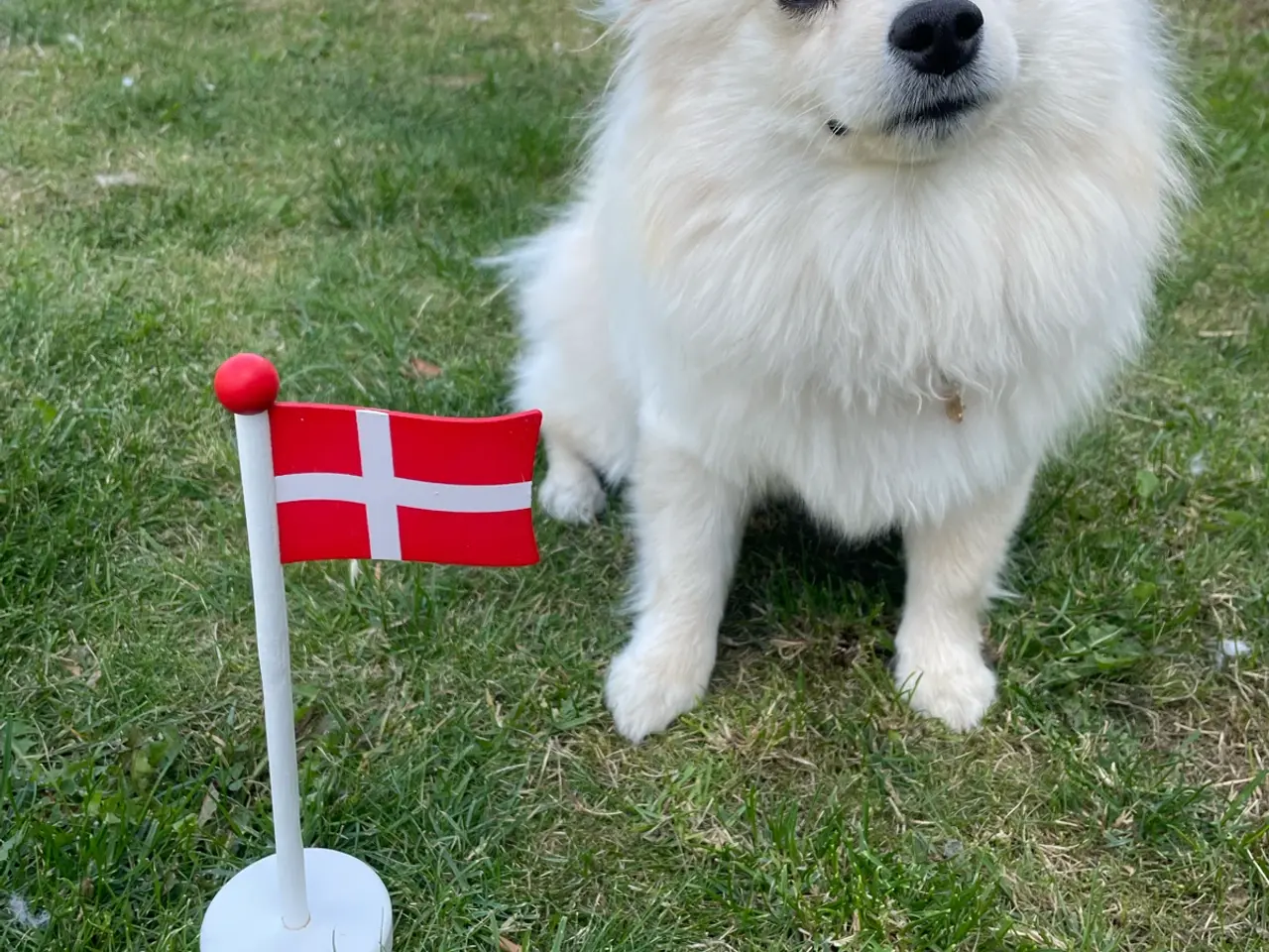 Billede 2 - Smuk Pomchi pige