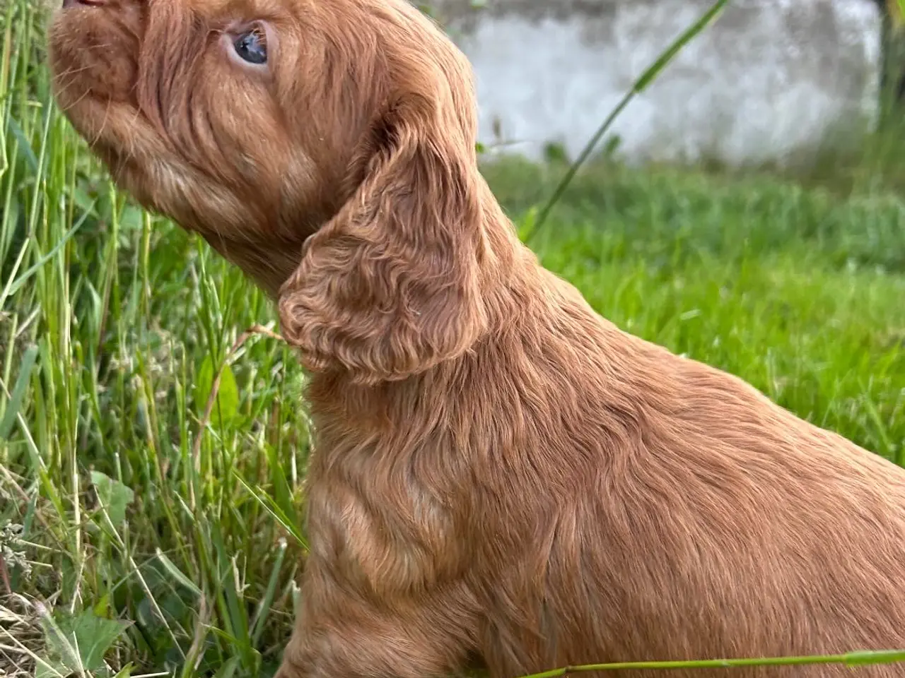 Billede 6 - FT Cocker Spaniel hvalpe