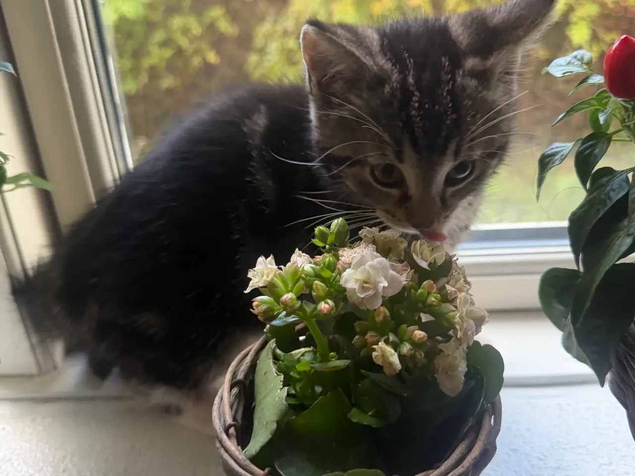 Billede 8 - 🐱 Sød hunkilling søger nyt hjem 🏡❤️