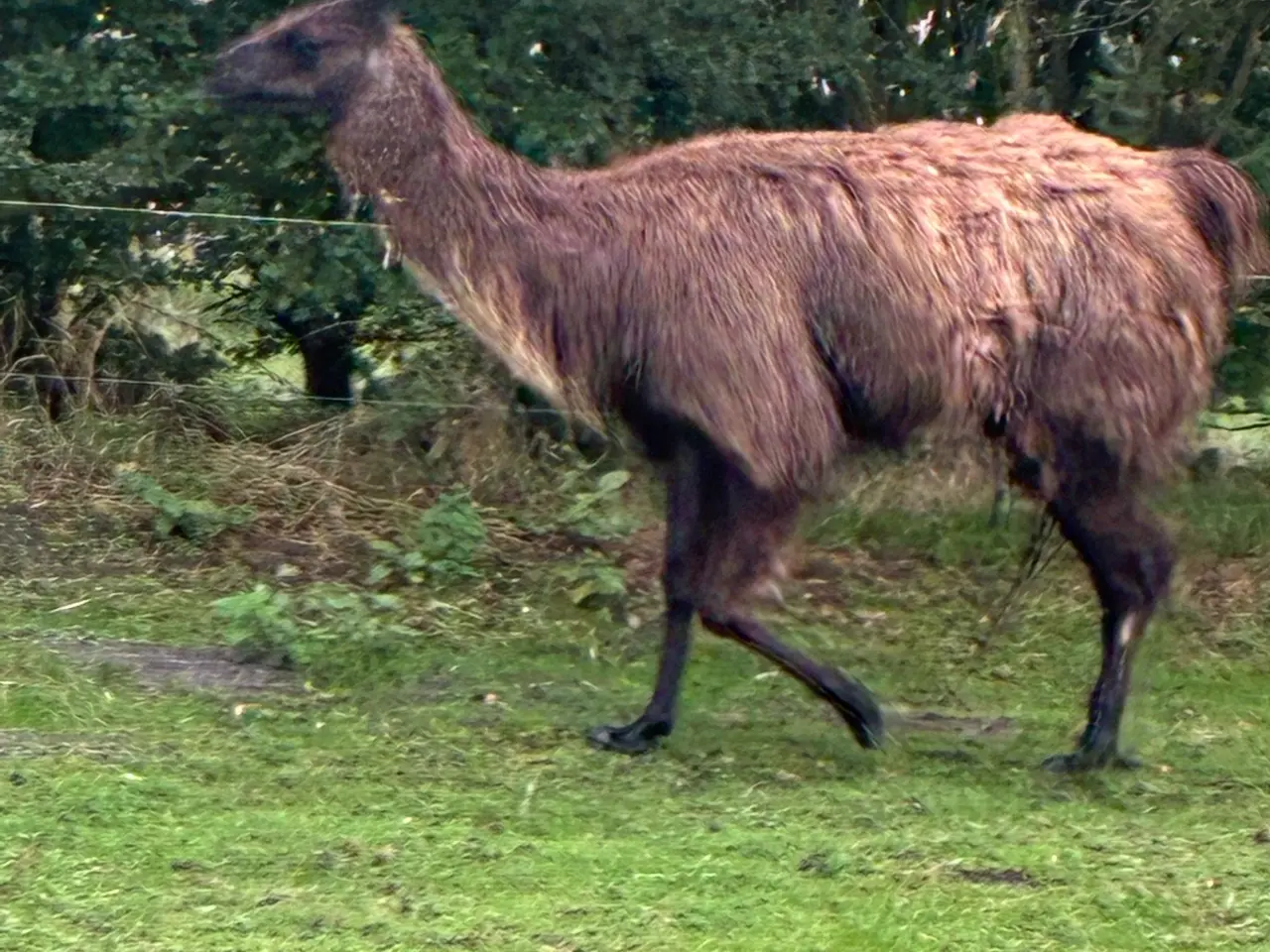Billede 1 - Lama hoppe 
