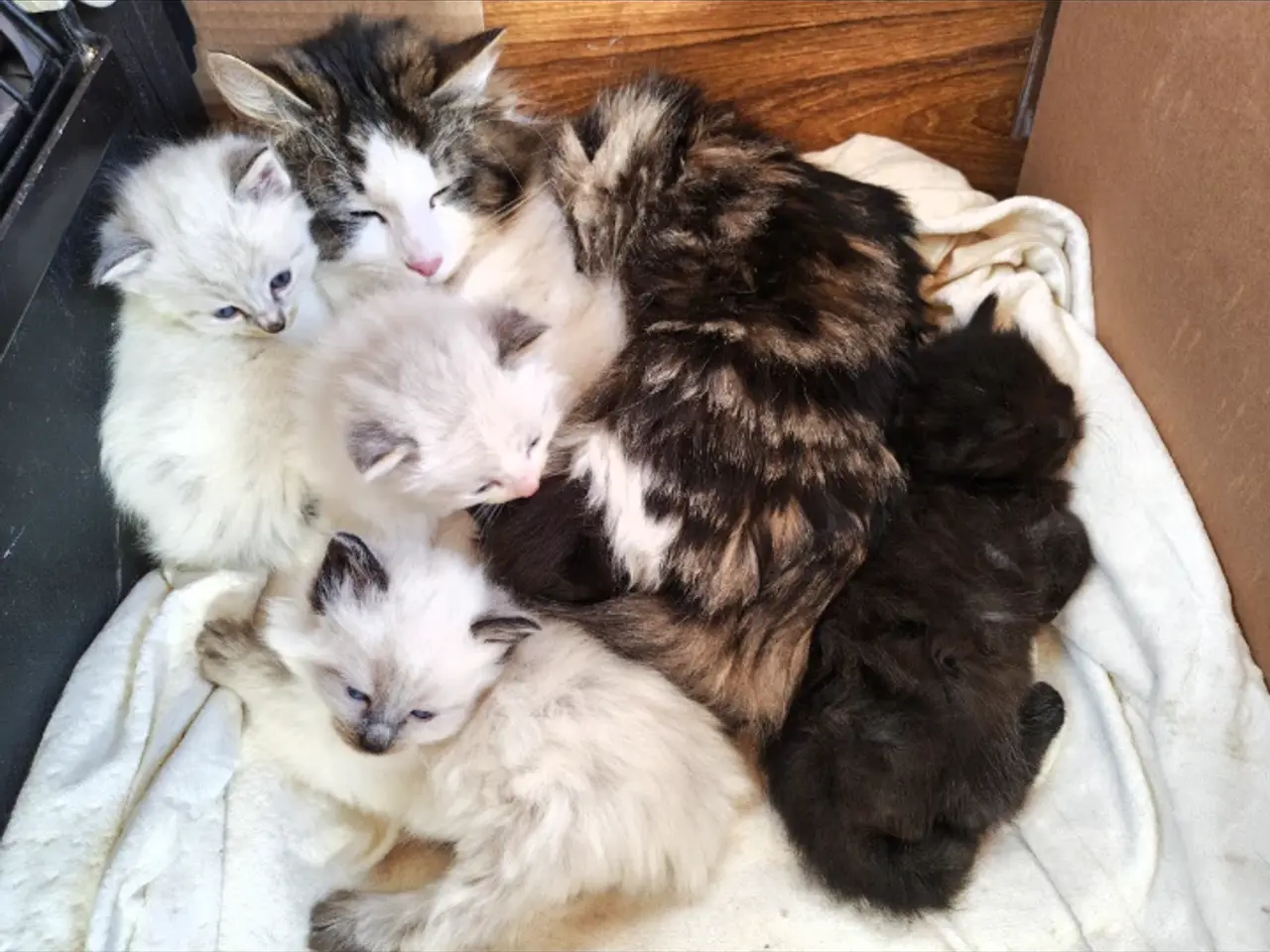 Billede 16 - Ragdoll  far- Ragdoll-Skovkat mor.