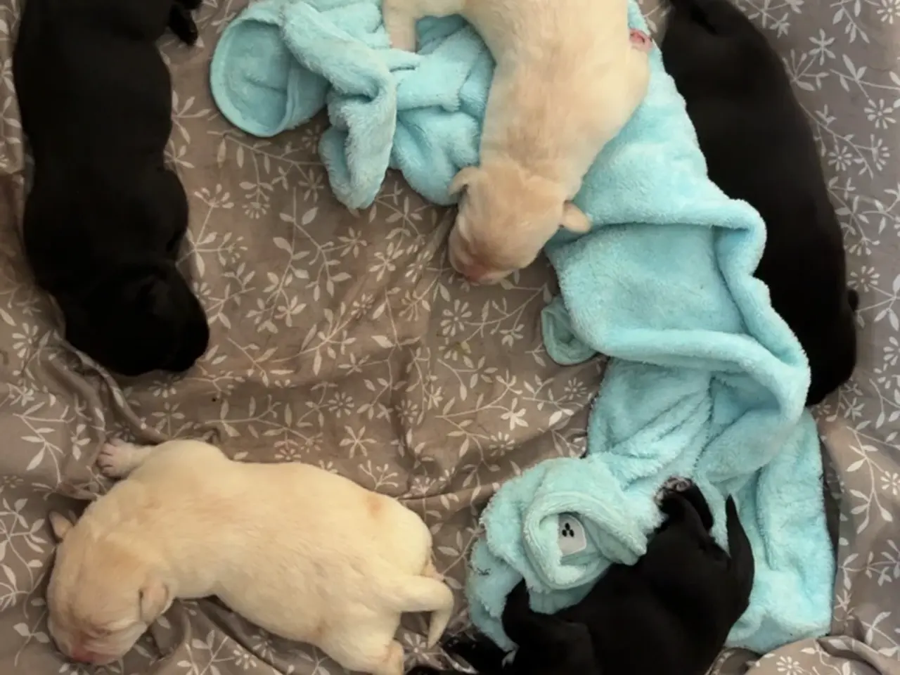Billede 1 - 🐶 Labrador/Samojede blandingshvalpe – klar 6. okt