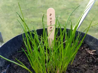 Planteskilte lasergraveret