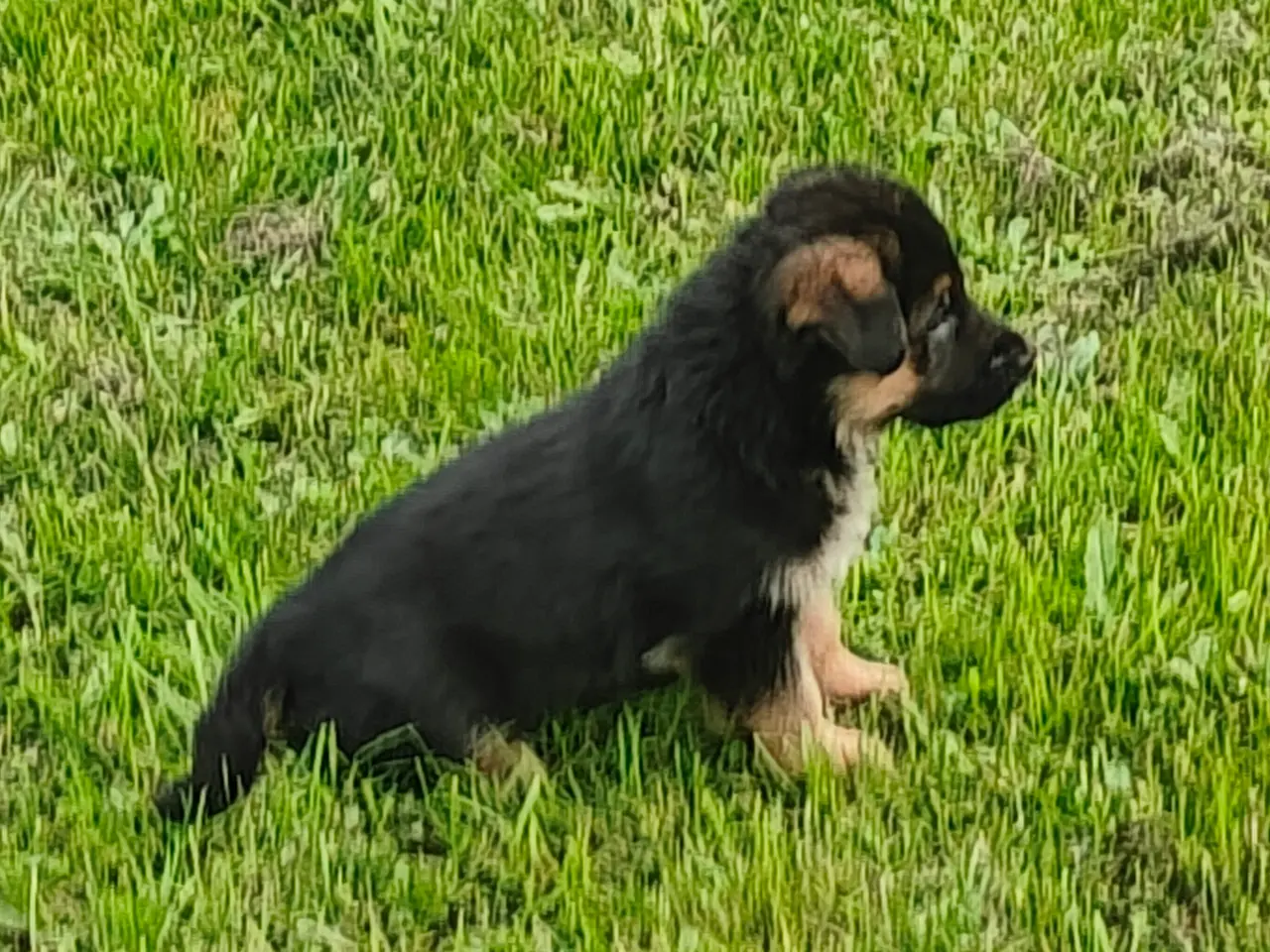 Billede 5 - Kennel Gipsygården