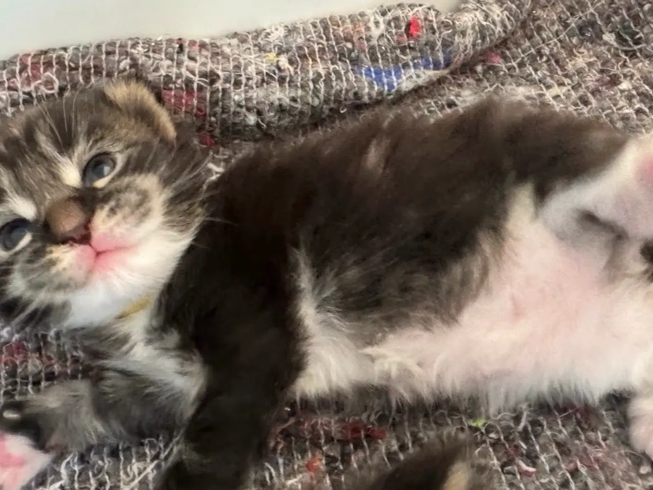 Billede 5 - Maine Coon killing