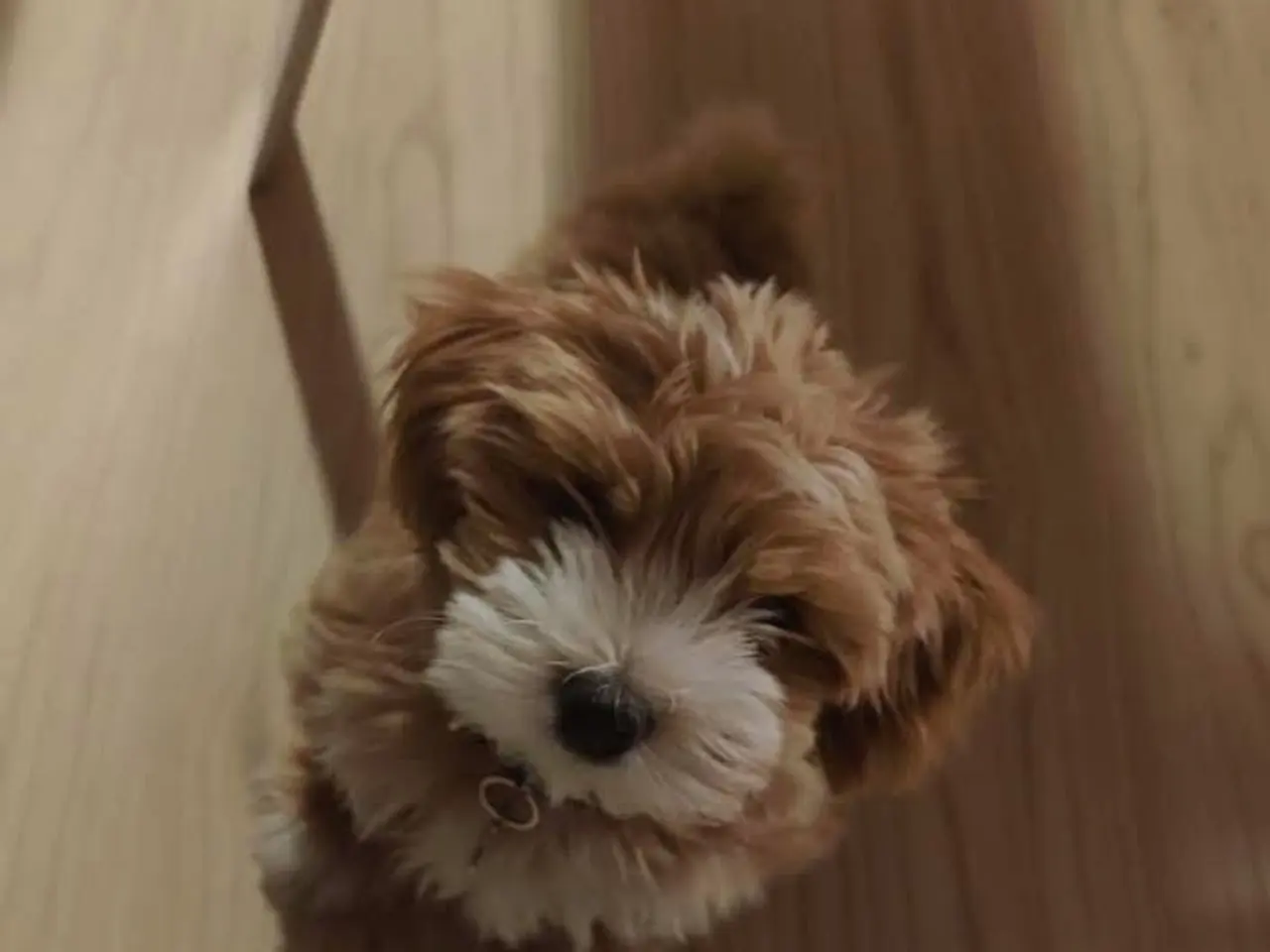Billede 3 - Fantastiske Bichon Havanais.