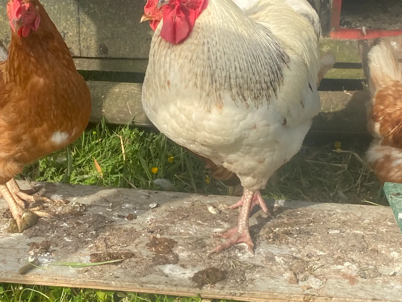 Billede 2 - Stort flot hane gives væk🐓