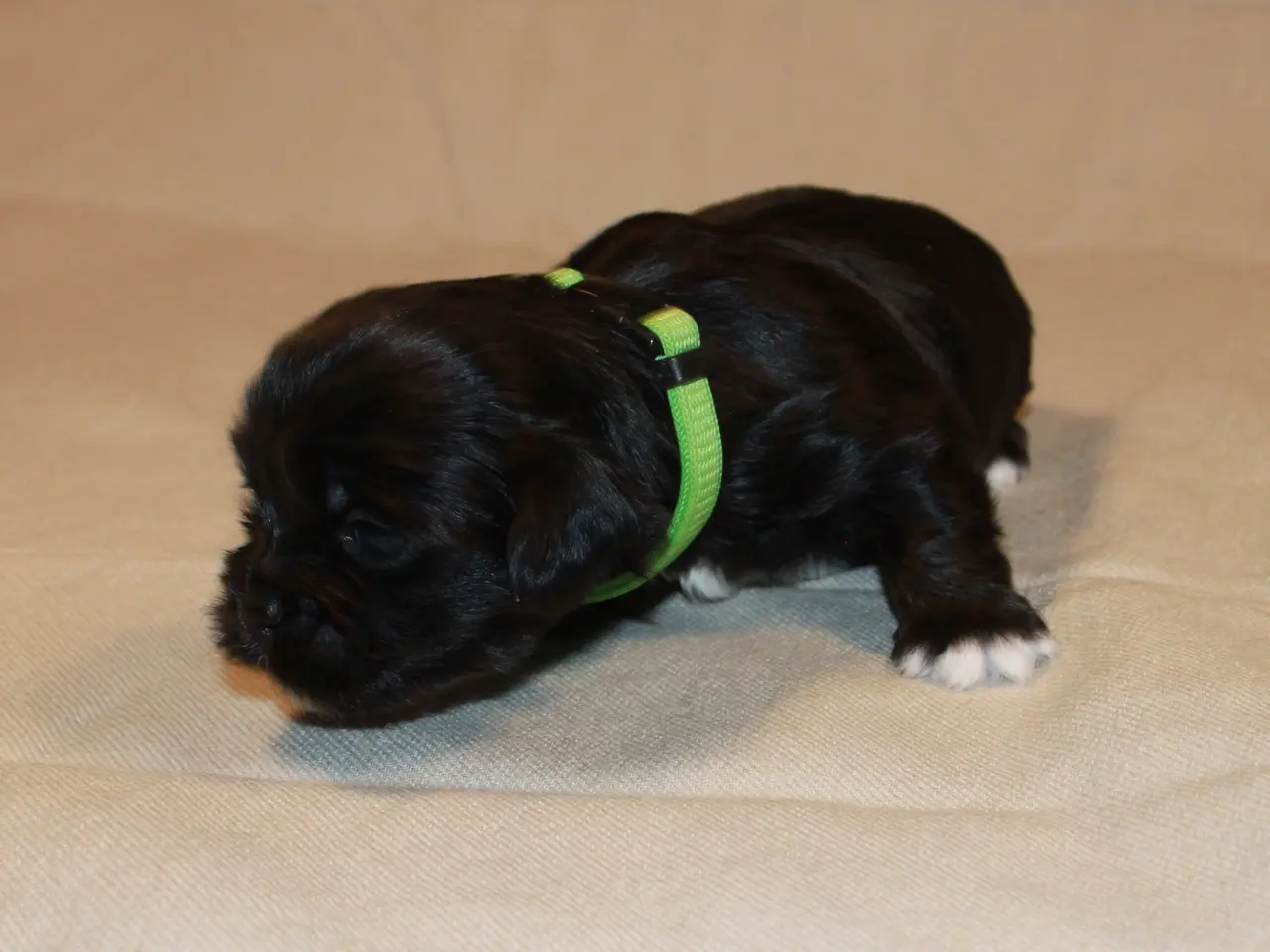 Billede 11 - Lhasa Apso hvalpe