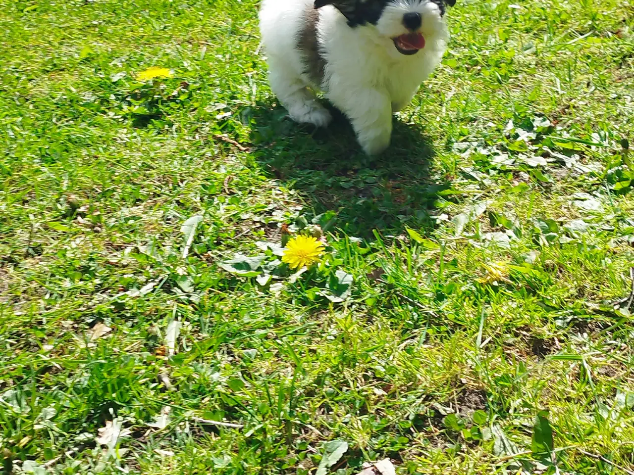 Billede 1 - Coton de tulear hvalpe piger