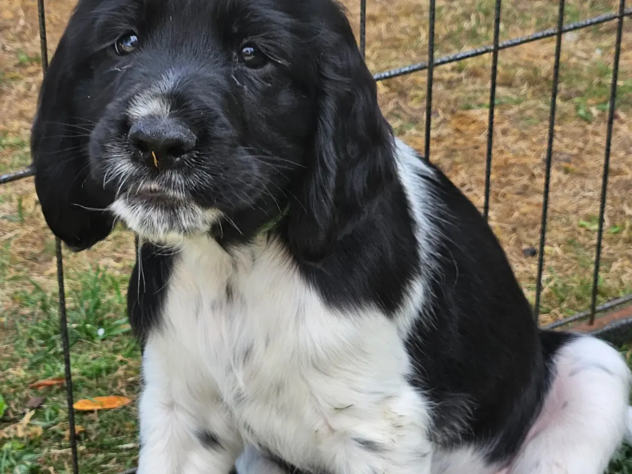 Billede 5 - Engelsk springer spaniel