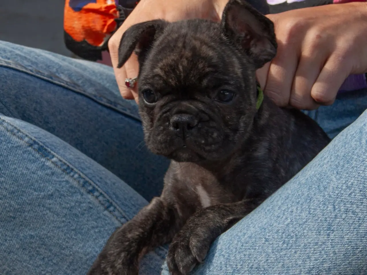 Billede 1 - Fransk Bulldog hvalpe