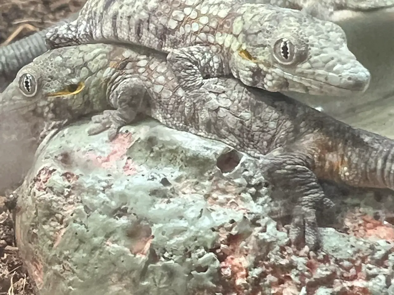 Billede 1 - Kamæleongekko (Eurydactylodes agricolae)