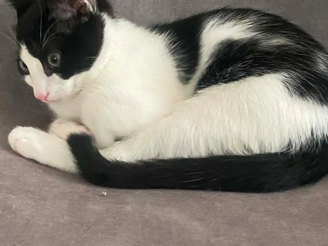 Billede 1 - 🐱 Søde og kærlige kattekillinger søger nyt hjem 