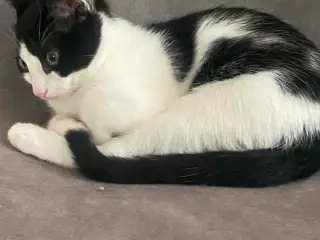 🐱 Søde og kærlige kattekillinger søger nyt hjem
