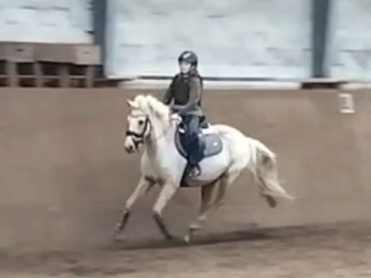 Billede 7 - Smuk palomino hoppe 5 år kat:2 pony