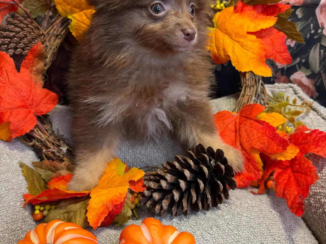 Billede 15 - 🐾💙 2 SMUKKE POMERANIA-DRENGE 💙🐾