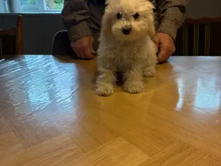 Labradoodle hvalpe - 3