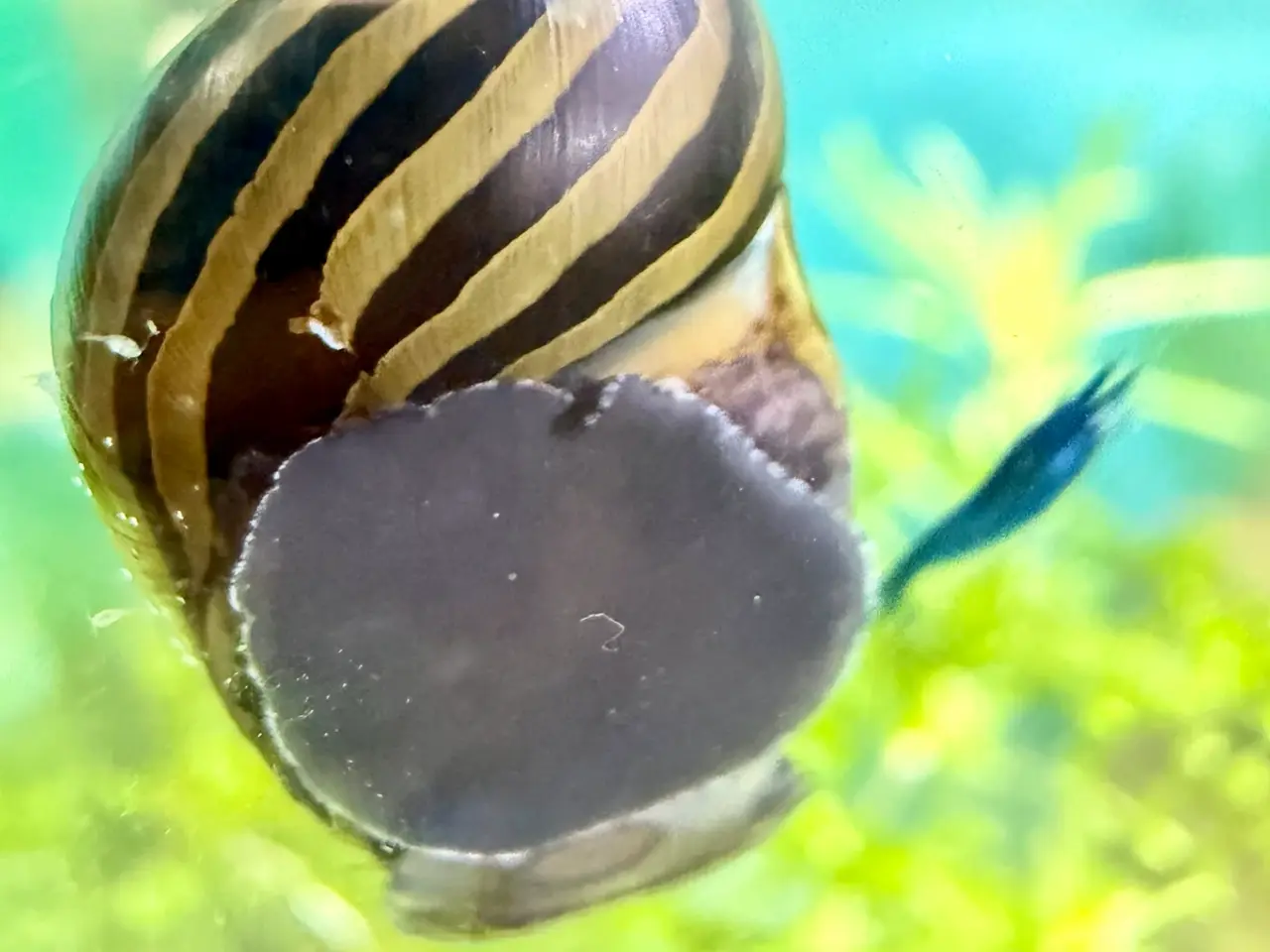 Billede 17 - Zebra Nerite - Slip af med alger 