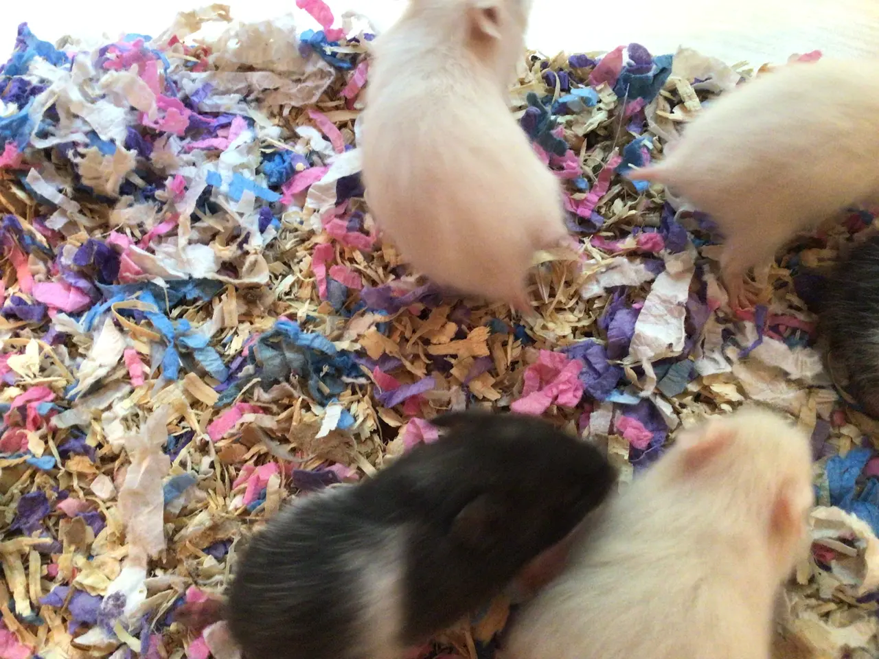 Billede 4 - Guldhamster unger