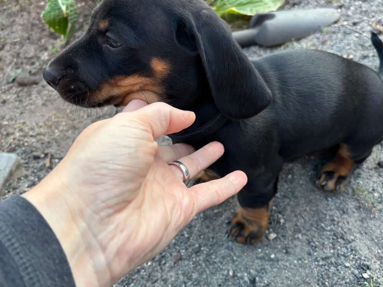 Billede 4 - Gravhund standart