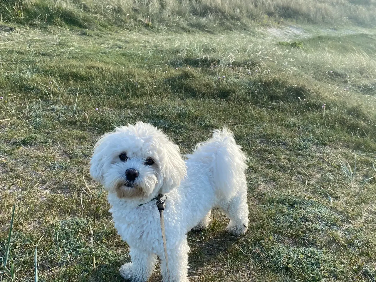 Billede 3 - Havapoo/maltipoo