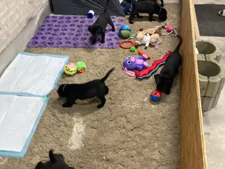 Sunde og dejlige Labrador hvalpe søger nyt hjem.