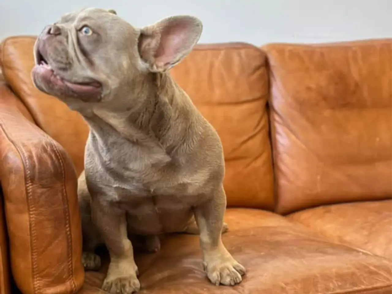 Billede 2 - 🐶 5 skønne franske bulldog hvalpe – Blue & sorte