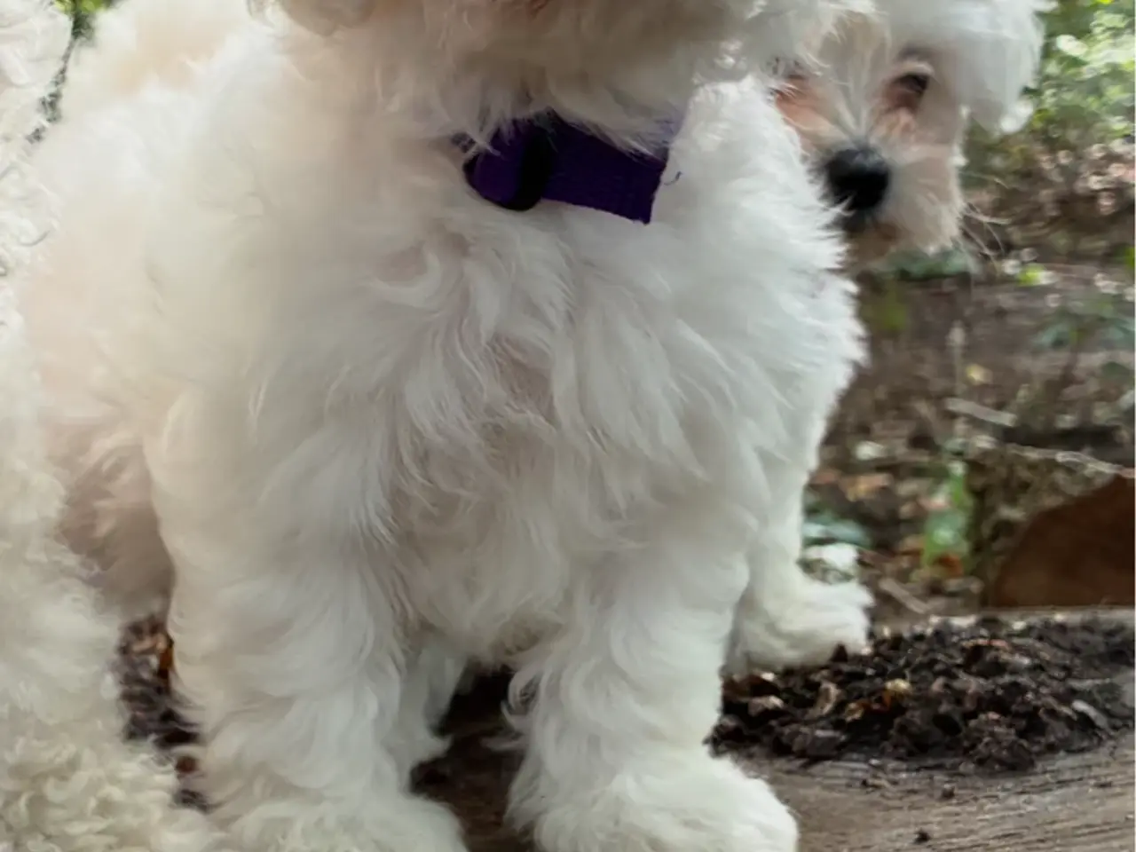 Billede 5 - 🐶💕 2 SKØNNE BICHON FRISÉ PIGEHVALPE SØGER DERES