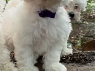 🐶💕 2 SKØNNE BICHON FRISÉ PIGEHVALPE SØGER DERES - 5