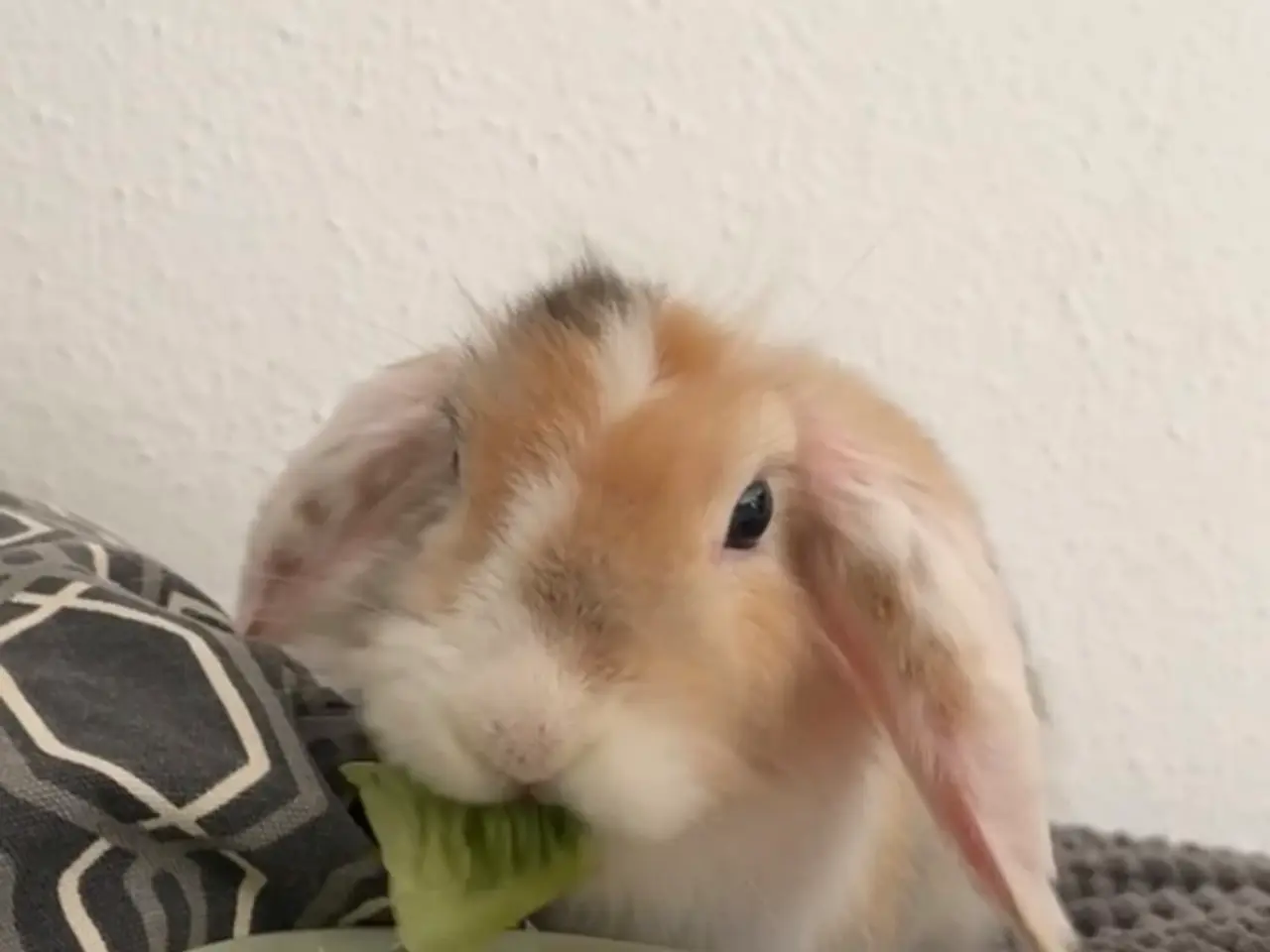 Billede 1 - Sød 1-årig han-kanin søger nyt hjem 🐰