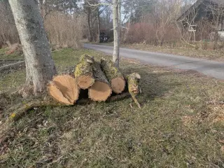Uægte akacietræ sælges.