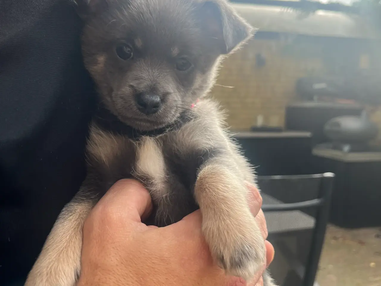 Billede 8 - Lækre pomchi hvalp Tæve