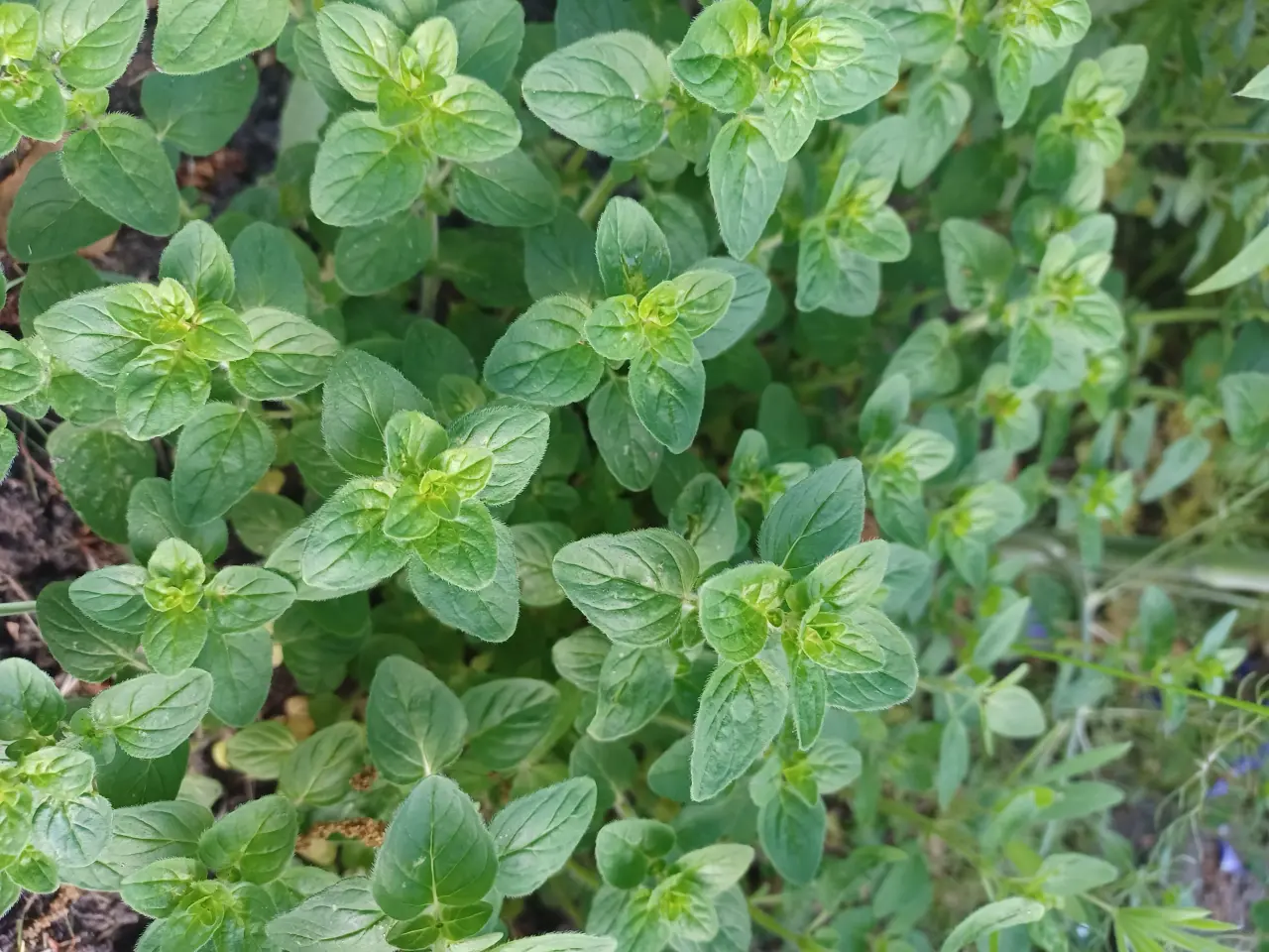 Billede 1 - Krydderurter Oregano, Citronmelisse mfl.