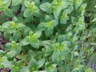 Krydderurter Oregano, Citronmelisse mfl.