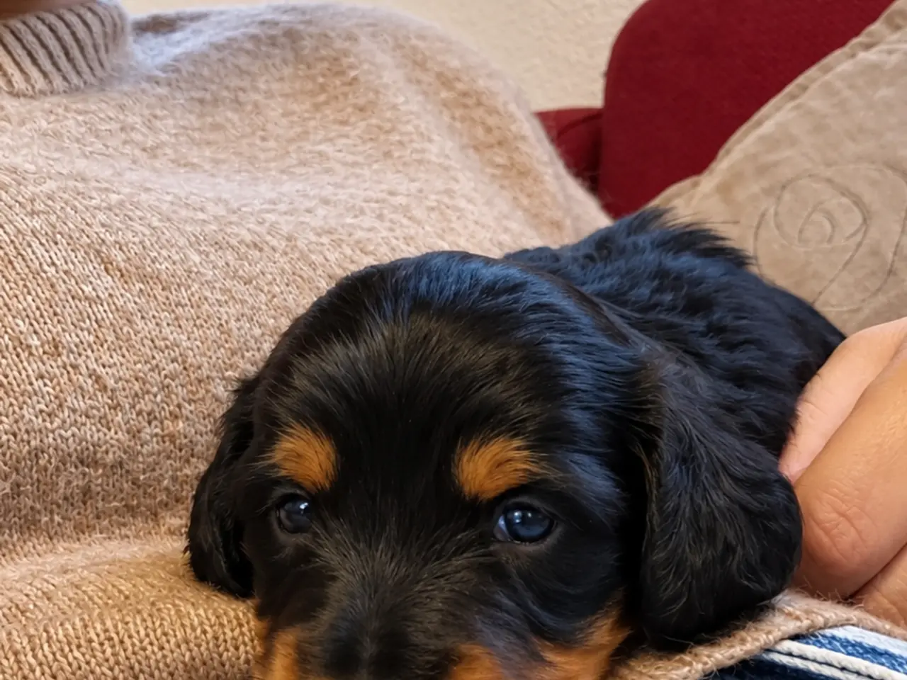 Billede 4 - Langhåret mini gravhundehvalpe