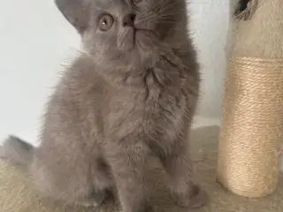 British shorthair pige (Lilac)