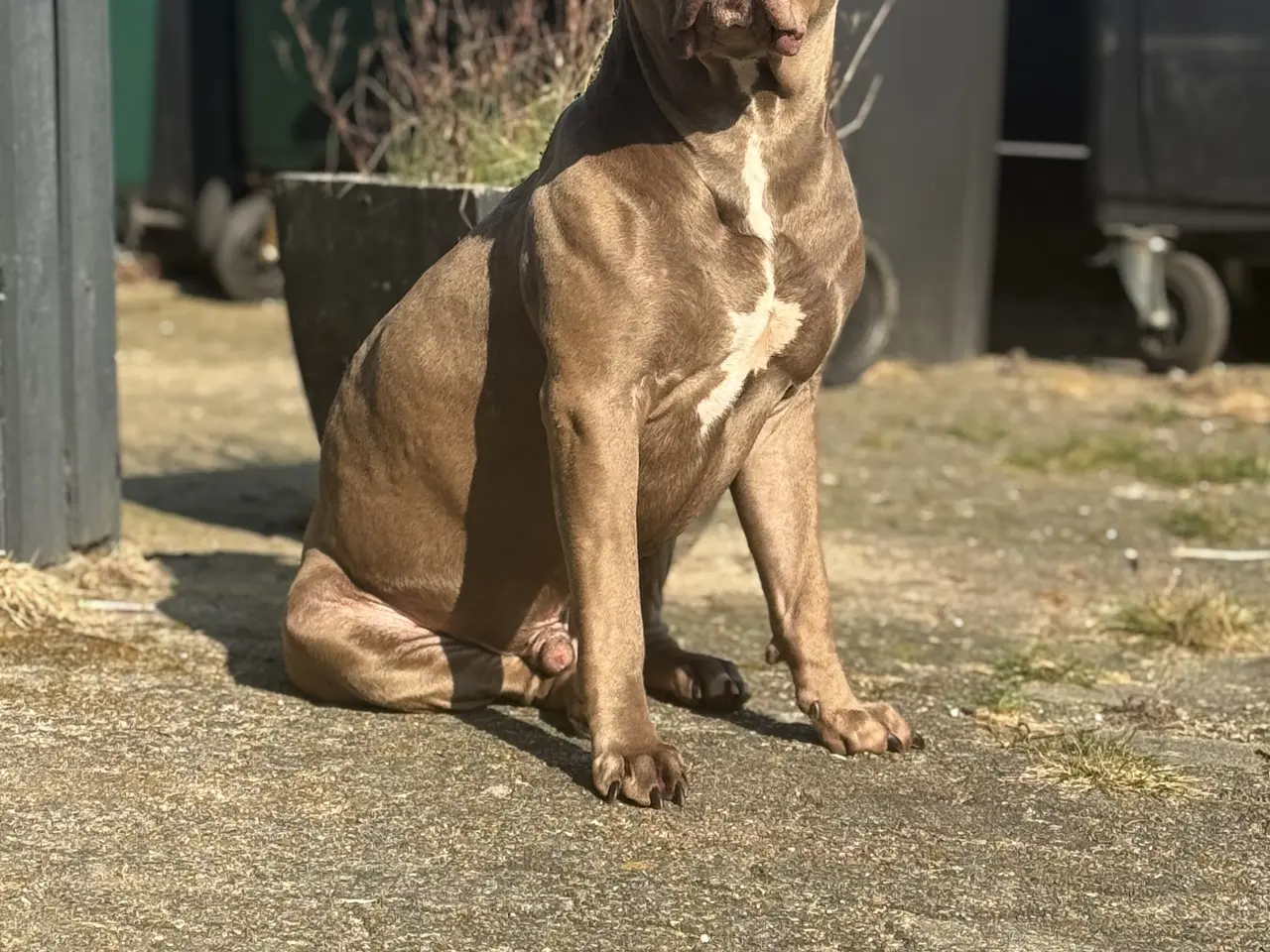 Billede 14 - American Bully XL