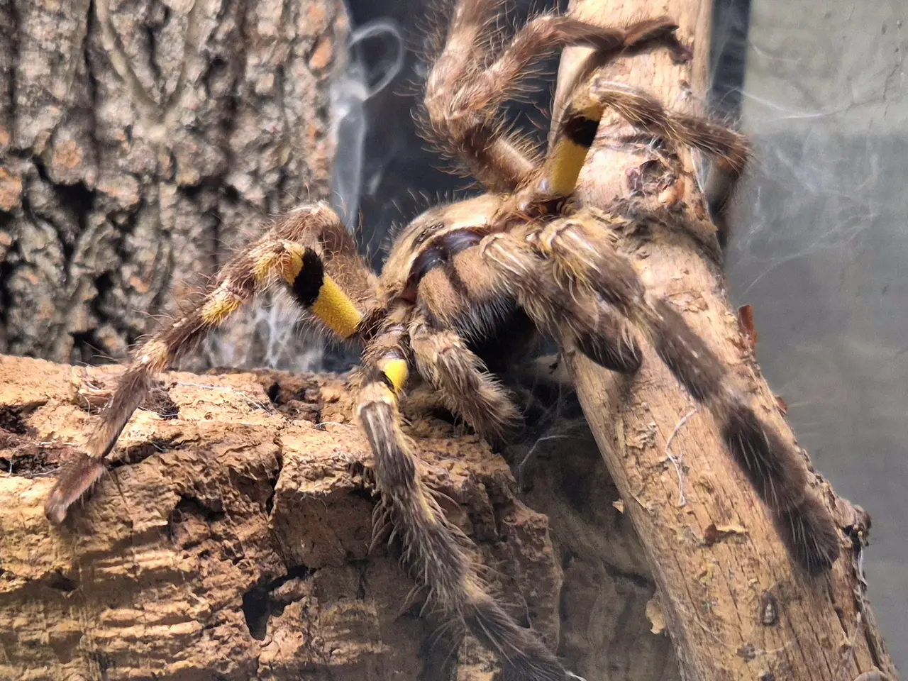 Billede 2 - Fugleedderkop- Poecilotheria regalis 