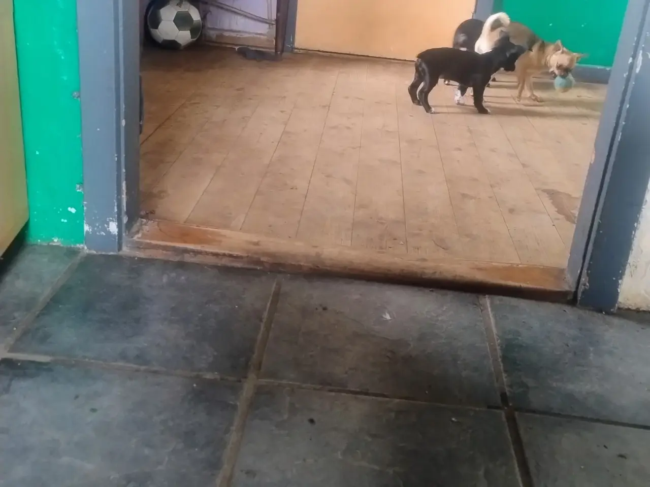 Billede 3 - blandings hund ds gårdhund chichacha