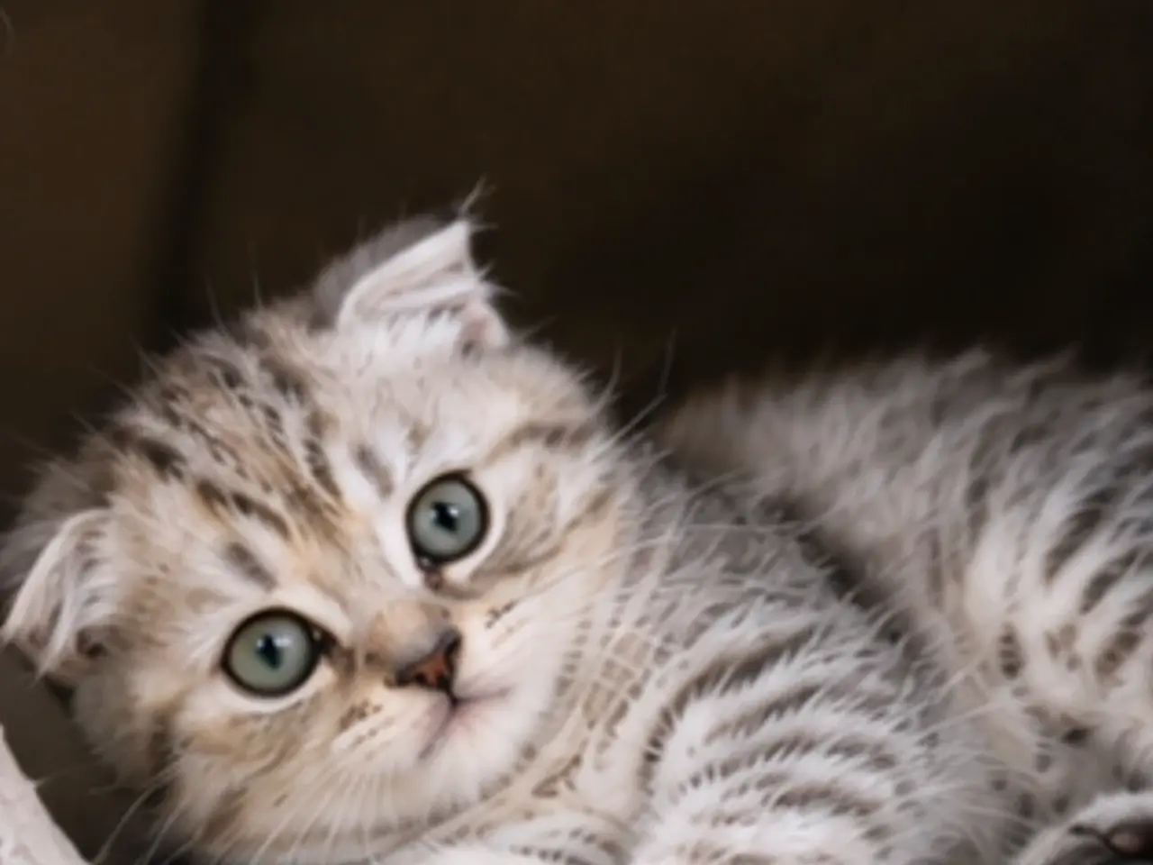 Billede 3 - British short hair& Scottish fold long hair silver