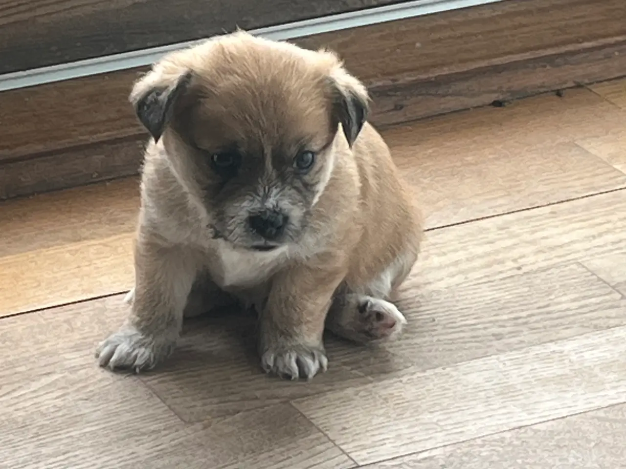 Billede 5 - Jack Russel/bomulds hunde