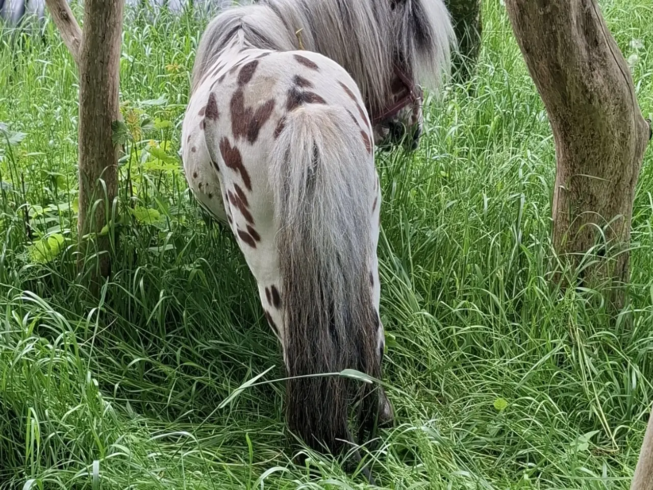 Billede 2 - Lille Knabstrupper Hingst