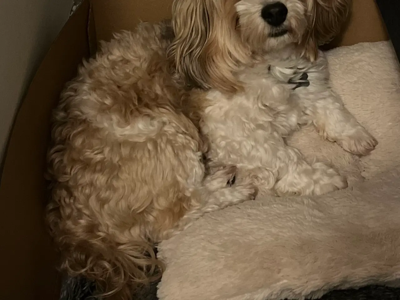 Billede 1 - Bichon Havanais hanhund med DKK-stamtavle