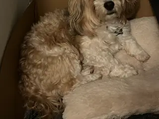 Bichon Havanais hanhund med DKK-stamtavle