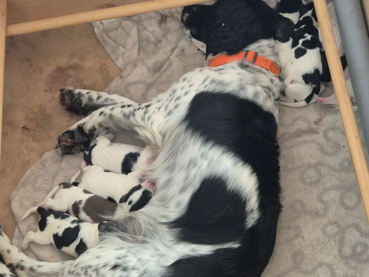 Billede 2 - FT. Engelsk springer spaniel Hvalpe sælges