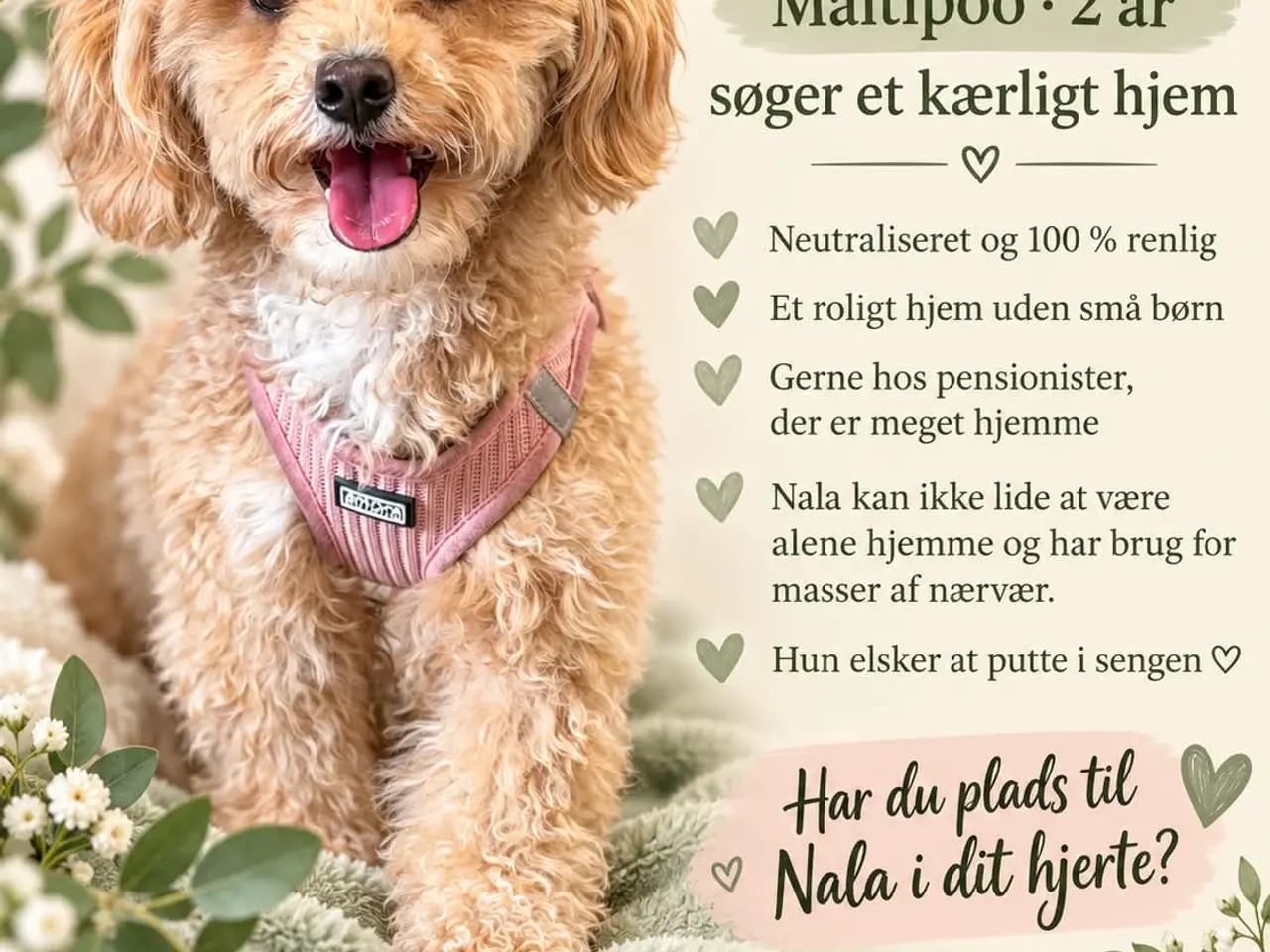 Billede 1 - 🐾💕 SMUKKE, SØDE NALA SØGER SIT HELT EGET HJEM 🐾