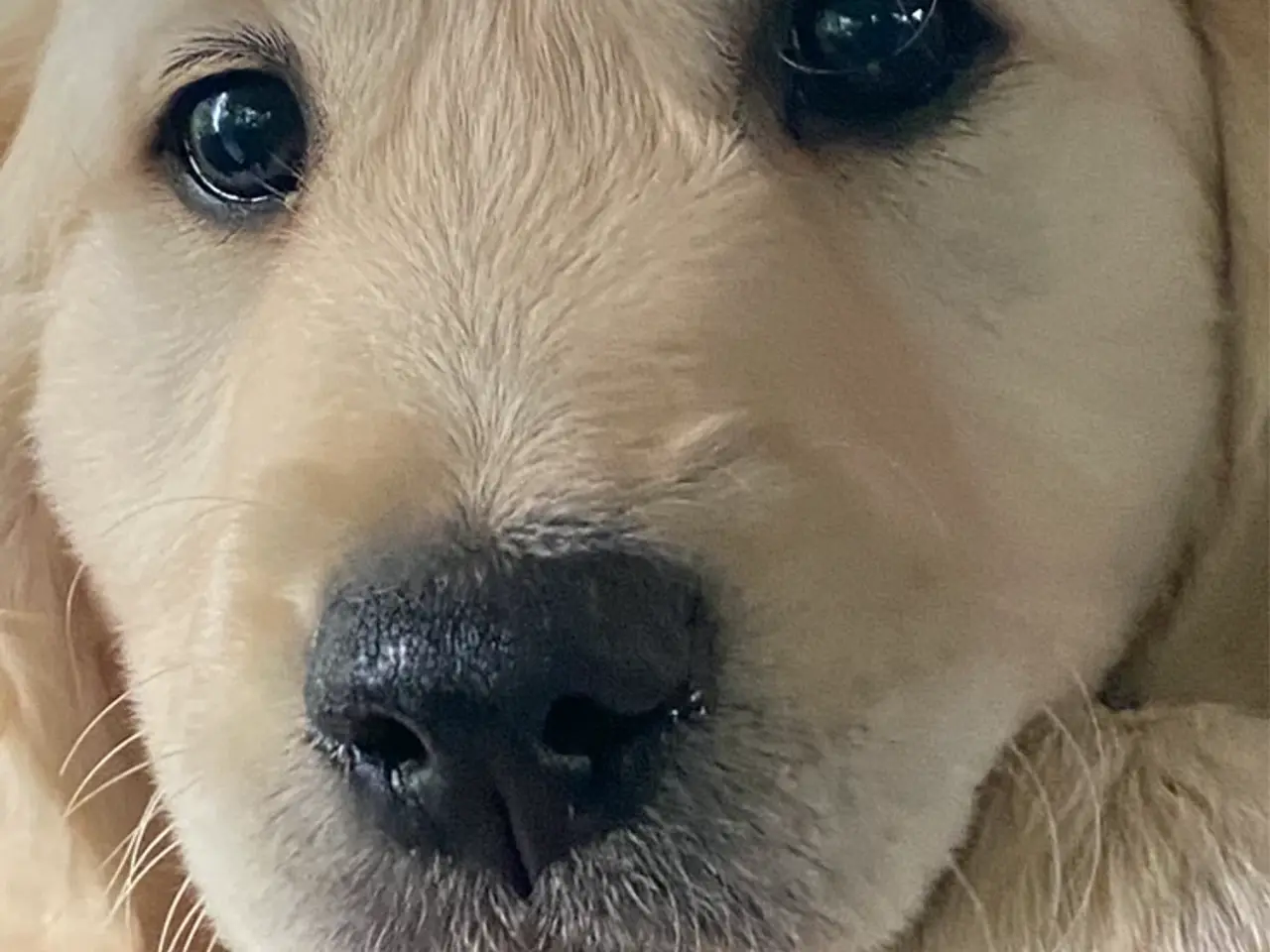 Billede 5 - Fantastisk kærlig Golden doodle